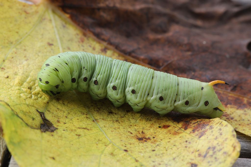 Bruco...Laothoe populi? No, Agrius convolvuli - Sphingidae